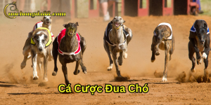 Cá Cược Đua Chó và những thông tin quan trọng