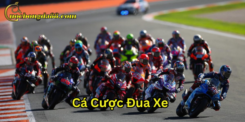 Cá Cược Đua Xe MotoGP