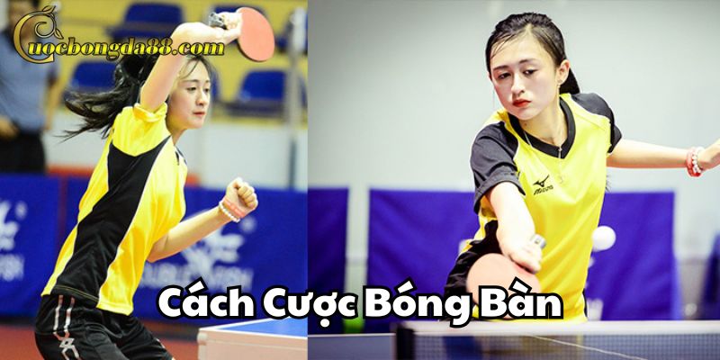 Cách Cược Bóng Bàn hiệu quả dễ thắng