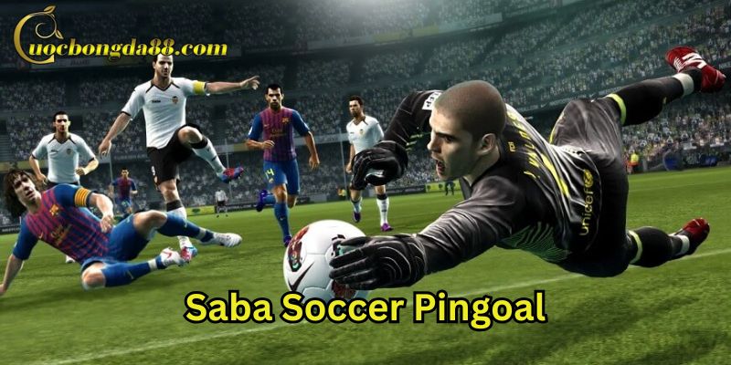 Kèo bóng đá Saba Soccer Pingoal hấp dẫn