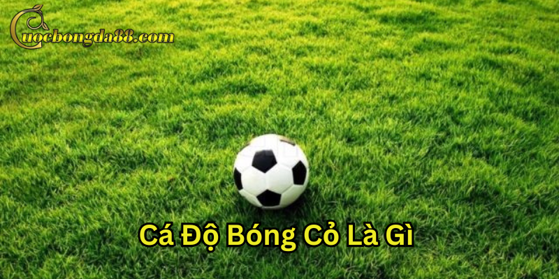 Kinh nghiệm Cá Độ Bóng Cỏ Là Gì