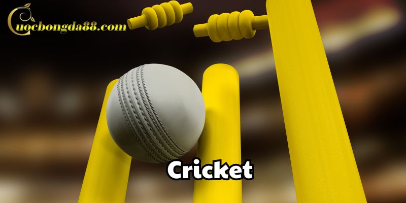 Kinh nghiệm cá cược Cricket từ chuyên gia